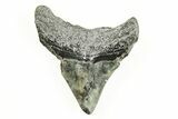 Juvenile Megalodon Tooth - South Carolina #196128-1